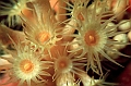 43 Parazoanthus axinellae